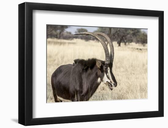 Namibia, Windhoek, Okapuka Ranch. Close-up of Sable Antelope-Wendy Kaveney-Framed Photographic Print