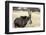 Namibia, Windhoek, Okapuka Ranch. Close-up of Sable Antelope-Wendy Kaveney-Framed Photographic Print