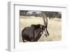 Namibia, Windhoek, Okapuka Ranch. Close-up of Sable Antelope-Wendy Kaveney-Framed Photographic Print