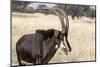 Namibia, Windhoek, Okapuka Ranch. Close-up of Sable Antelope-Wendy Kaveney-Mounted Photographic Print