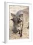 Namibia, Windhoek, Okapuka Ranch. Close-up of Warthog-Wendy Kaveney-Framed Photographic Print