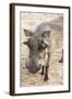 Namibia, Windhoek, Okapuka Ranch. Close-up of Warthog-Wendy Kaveney-Framed Photographic Print