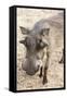 Namibia, Windhoek, Okapuka Ranch. Close-up of Warthog-Wendy Kaveney-Framed Stretched Canvas