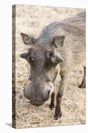 Namibia, Windhoek, Okapuka Ranch. Close-up of Warthog-Wendy Kaveney-Stretched Canvas