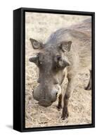 Namibia, Windhoek, Okapuka Ranch. Close-up of Warthog-Wendy Kaveney-Framed Stretched Canvas