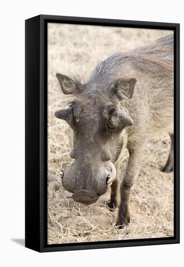 Namibia, Windhoek, Okapuka Ranch. Close-up of Warthog-Wendy Kaveney-Framed Stretched Canvas