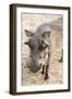 Namibia, Windhoek, Okapuka Ranch. Close-up of Warthog-Wendy Kaveney-Framed Photographic Print
