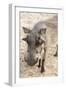 Namibia, Windhoek, Okapuka Ranch. Close-up of Warthog-Wendy Kaveney-Framed Photographic Print