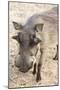 Namibia, Windhoek, Okapuka Ranch. Close-up of Warthog-Wendy Kaveney-Mounted Photographic Print