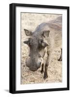 Namibia, Windhoek, Okapuka Ranch. Close-up of Warthog-Wendy Kaveney-Framed Premium Photographic Print