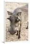 Namibia, Windhoek, Okapuka Ranch. Close-up of Warthog-Wendy Kaveney-Framed Photographic Print