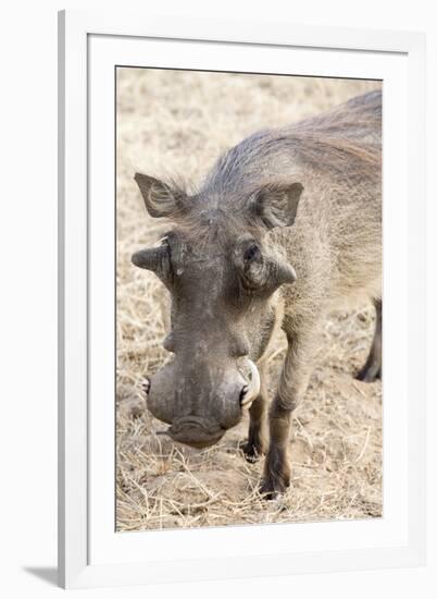 Namibia, Windhoek, Okapuka Ranch. Close-up of Warthog-Wendy Kaveney-Framed Photographic Print