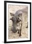 Namibia, Windhoek, Okapuka Ranch. Close-up of Warthog-Wendy Kaveney-Framed Photographic Print