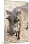 Namibia, Windhoek, Okapuka Ranch. Close-up of Warthog-Wendy Kaveney-Mounted Photographic Print