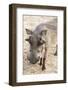 Namibia, Windhoek, Okapuka Ranch. Close-up of Warthog-Wendy Kaveney-Framed Photographic Print