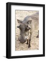 Namibia, Windhoek, Okapuka Ranch. Close-up of Warthog-Wendy Kaveney-Framed Photographic Print