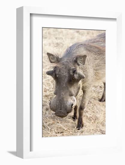 Namibia, Windhoek, Okapuka Ranch. Close-up of Warthog-Wendy Kaveney-Framed Photographic Print