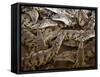 Namibia; Young Crocodiles at a Crocodile Farm-Niels Van Gijn-Framed Stretched Canvas