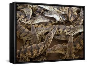 Namibia; Young Crocodiles at a Crocodile Farm-Niels Van Gijn-Framed Stretched Canvas