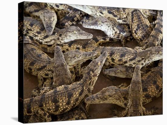 Namibia; Young Crocodiles at a Crocodile Farm-Niels Van Gijn-Stretched Canvas