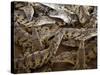 Namibia; Young Crocodiles at a Crocodile Farm-Niels Van Gijn-Stretched Canvas