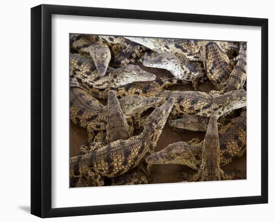 Namibia; Young Crocodiles at a Crocodile Farm-Niels Van Gijn-Framed Photographic Print