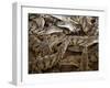 Namibia; Young Crocodiles at a Crocodile Farm-Niels Van Gijn-Framed Photographic Print