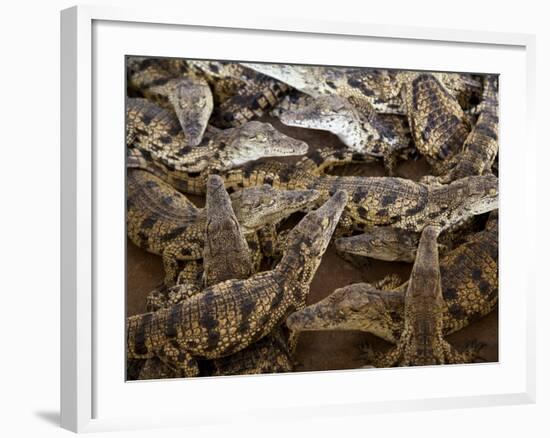 Namibia; Young Crocodiles at a Crocodile Farm-Niels Van Gijn-Framed Photographic Print