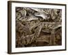 Namibia; Young Crocodiles at a Crocodile Farm-Niels Van Gijn-Framed Photographic Print