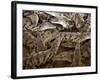 Namibia; Young Crocodiles at a Crocodile Farm-Niels Van Gijn-Framed Photographic Print