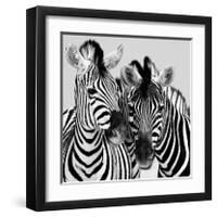 Namibia Zebras-Nina Papiorek-Framed Giclee Print