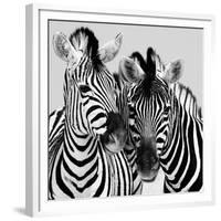 Namibia Zebras-Nina Papiorek-Framed Giclee Print