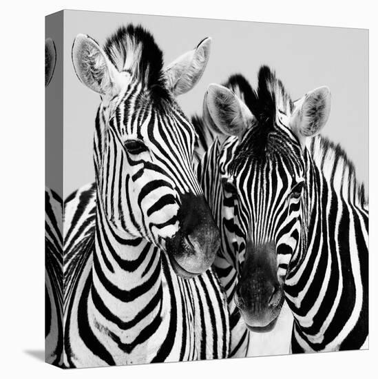 Namibia Zebras-Nina Papiorek-Stretched Canvas