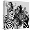 Namibia Zebras-Nina Papiorek-Stretched Canvas