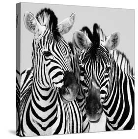Namibia Zebras-Nina Papiorek-Stretched Canvas
