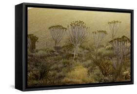 Namibia-Art Wolfe-Framed Stretched Canvas