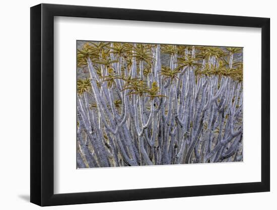 Namibia-Art Wolfe-Framed Photographic Print