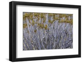 Namibia-Art Wolfe-Framed Photographic Print