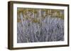 Namibia-Art Wolfe-Framed Photographic Print