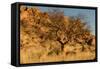 Namibian Landscape-photofit-Framed Stretched Canvas