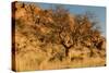 Namibian Landscape-photofit-Stretched Canvas
