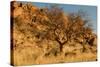 Namibian Landscape-photofit-Stretched Canvas