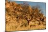 Namibian Landscape-photofit-Mounted Photographic Print