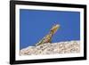 Namibian Rock Agama (Agama Planiceps), Damaraland, Namibia, Africa-Ann and Steve Toon-Framed Photographic Print