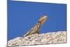 Namibian Rock Agama (Agama Planiceps), Damaraland, Namibia, Africa-Ann and Steve Toon-Mounted Photographic Print