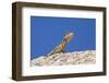 Namibian Rock Agama (Agama Planiceps), Damaraland, Namibia, Africa-Ann and Steve Toon-Framed Photographic Print