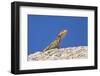 Namibian Rock Agama (Agama Planiceps), Damaraland, Namibia, Africa-Ann and Steve Toon-Framed Photographic Print