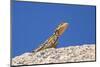 Namibian Rock Agama (Agama Planiceps), Damaraland, Namibia, Africa-Ann and Steve Toon-Mounted Photographic Print