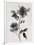 Gramercy White
