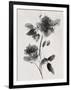 Gramercy Black